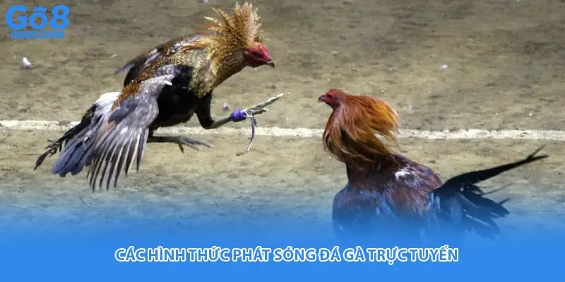Các hình thức phát sóng đá gà trực tuyến