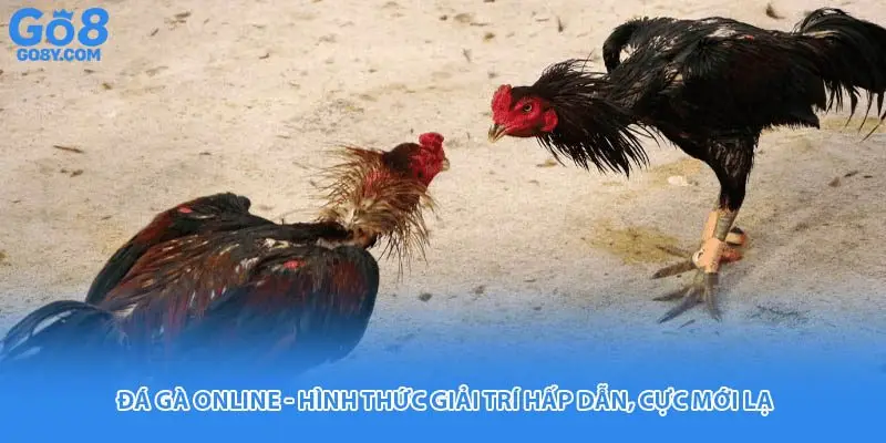 Đá Gà Online - Hình Thức Giải Trí Hấp Dẫn, Cực Mới Lạ