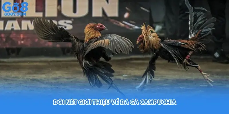 Đôi nét giới thiệu về đá gà campuchia
