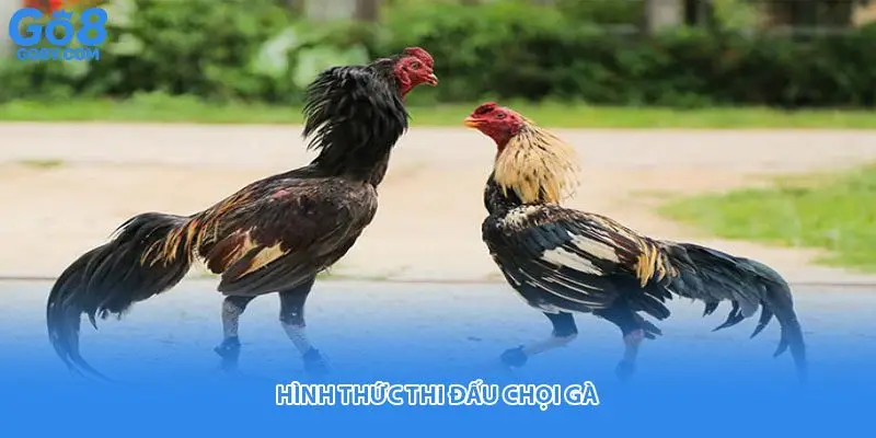 Hình thức thi đấu chọi gà 