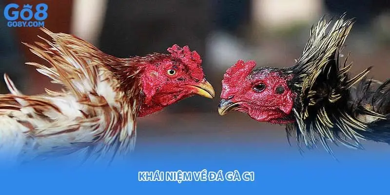 Khái niệm về đá gà C1